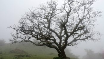 Нейробіологія межового розладу особистості