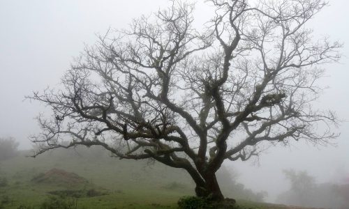 Нейробіологія межового розладу особистості